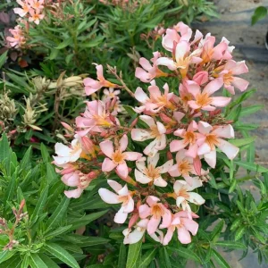 Dwarf Salmon Oleander Live Plant - 4-8 inch - Compact Flowering Shrub for Sun Gardens - Image 6