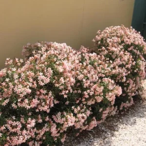 Dwarf Salmon Oleander Live Plant - 4-8 inch - Compact Flowering Shrub for Sun Gardens - Image 7