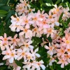 Dwarf Salmon Oleander Live Plant - 4-8 inch - Compact Flowering Shrub for Sun Gardens - Image 1