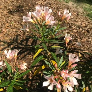 Dwarf Salmon Oleander Live Plant - 4 inch Pot - Vibrant Blooms, Outdoor - Image 2