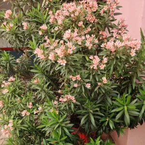 Dwarf Salmon Oleander Live Plant - 4 inch Pot - Vibrant Blooms, Outdoor - Image 3