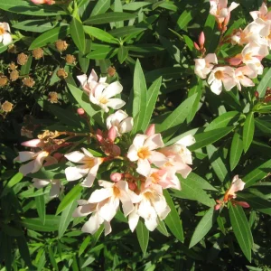 Dwarf Salmon Oleander Live Plant - 4 inch Pot - Vibrant Blooms, Outdoor - Image 4