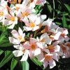 Dwarf Salmon Oleander Live Plant - 4 inch Pot - Vibrant Blooms, Outdoor - Image 1