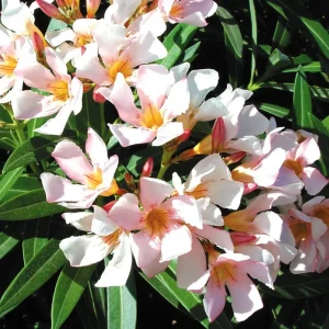 Dwarf Salmon Oleander Live Plant - 4 inch Pot - Vibrant Blooms, Outdoor - Image 1