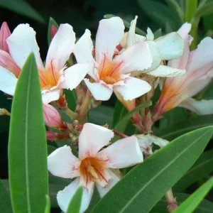 Dwarf Salmon Oleander Live Plant - 4 inch Pot - Vibrant Blooms, Outdoor - Image 5
