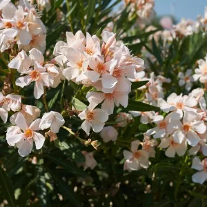 Dwarf Salmon Oleander Live Plant - 4 inch Pot - Vibrant Blooms, Outdoor - Image 6