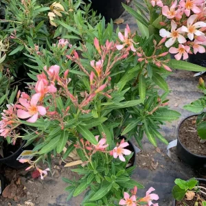 Dwarf Salmon Oleander Live Plant - 4 inch Pot - Vibrant Blooms, Outdoor - Image 7