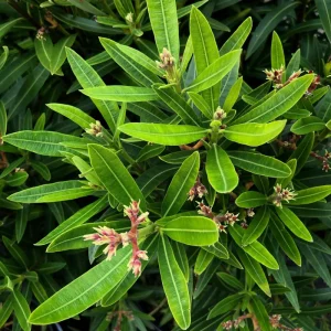 Dwarf Salmon Oleander Live Plant - 4 inch Pot - Vibrant Blooms, Outdoor - Image 8