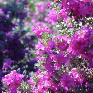 Dwarf Texas Sage Live Plant 5-9