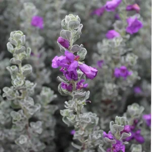 Dwarf Texas Sage Live Plant 5-9