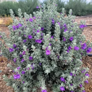Dwarf Texas Sage Live Plant 5-9