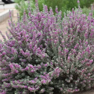 Dwarf Texas Sage Live Plant 5-9