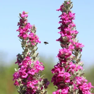 Dwarf Texas Sage Live Plant 5-9