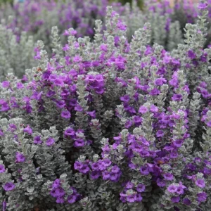 Dwarf Texas Sage Live Plant 5-9