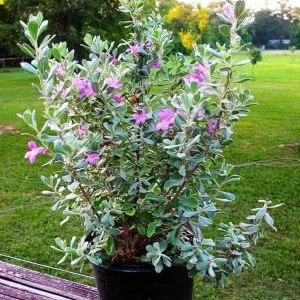 Dwarf Texas Sage Live Plant 5-9