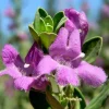 Dwarf Texas Sage Live Plant 5-9" Tall - Leucophyllum frutescens 'Compacta' - 2-Pack Outdoor Shrub - Image 1
