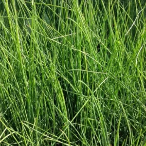 Dwarf White Cortaderia Blue Bayou Pampas Grass Live Plant - 4 inch Pot - Image 2