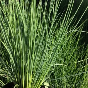 Dwarf White Cortaderia Blue Bayou Pampas Grass Live Plant - 4 inch Pot - Image 3