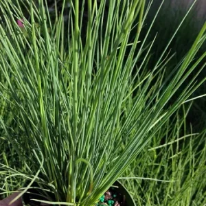 Dwarf White Cortaderia Blue Bayou Pampas Grass Live Plant - 4 inch Pot - Image 4