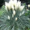 Dwarf White Cortaderia Blue Bayou Pampas Grass Live Plant - 4 inch Pot - Image 1