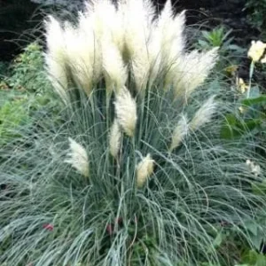 Dwarf White Cortaderia Blue Bayou Pampas Grass Live Plant - 4 inch Pot - Image 1