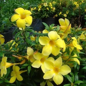 Dwarf Yellow Allamanda Live Plants - 2 Pack, 4-6 Inches Tall, Bright Yellow Blooms - Image 2