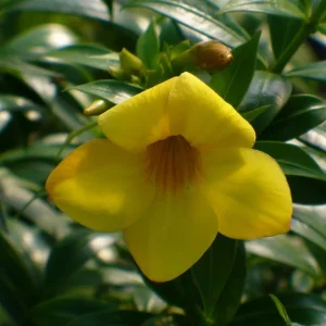Dwarf Yellow Allamanda Live Plants - 2 Pack, 4-6 Inches Tall, Bright Yellow Blooms - Image 3