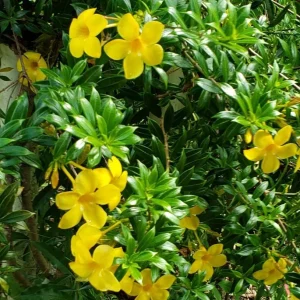 Dwarf Yellow Allamanda Live Plants - 2 Pack, 4-6 Inches Tall, Bright Yellow Blooms - Image 4
