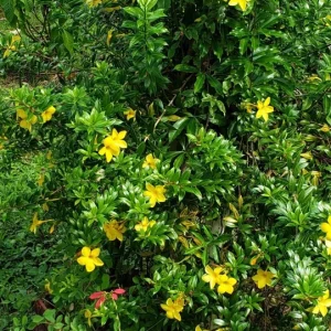 Dwarf Yellow Allamanda Live Plants - 2 Pack, 4-6 Inches Tall, Bright Yellow Blooms - Image 5