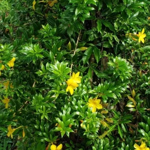 Dwarf Yellow Allamanda Live Plants - 2 Pack, 4-6 Inches Tall, Bright Yellow Blooms - Image 6
