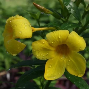 Dwarf Yellow Allamanda Live Plants - 2 Pack, 4-6 Inches Tall, Bright Yellow Blooms - Image 1