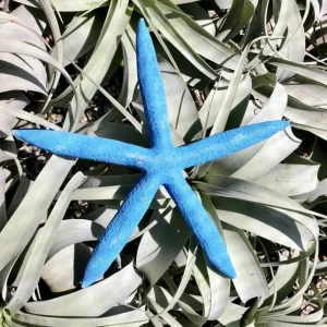 Dyed Blue Starfish - Natural Beach Decor & Coastal Accent - Image 1