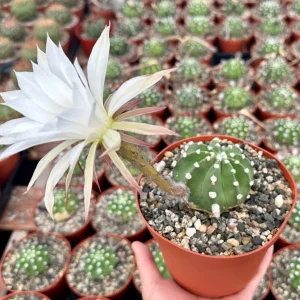 Easter Lily Cactus Live Plant, Echinopsis Oxygona, Flowering Succulent in 6 Inch Pot - Image 2