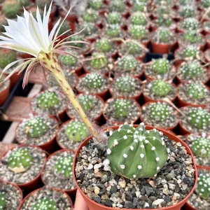 Easter Lily Cactus Live Plant, Echinopsis Oxygona, Flowering Succulent in 6 Inch Pot - Image 3