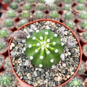 Easter Lily Cactus Live Plant, Echinopsis Oxygona, Flowering Succulent in 6 Inch Pot - Image 4