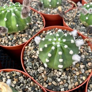 Easter Lily Cactus Live Plant, Echinopsis Oxygona, Flowering Succulent in 6 Inch Pot - Image 5