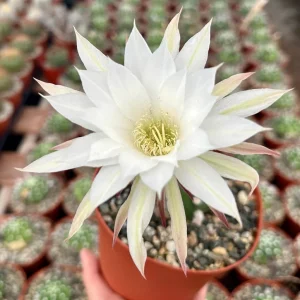 Easter Lily Cactus Live Plant, Echinopsis Oxygona, Flowering Succulent in 6 Inch Pot - Image 1