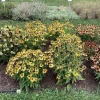 Echinacea 'Artisan Yellow Ombre' Coneflower Live Plant – 2.5x3.5 Inch Pot – Outdoor Perennial - Image 1
