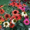 Echinacea 'Cheyenne Spirit' Coneflower Live Plant - Perennial, 2.5 x 3.5 inch Pot - Image 1