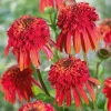 Echinacea Confections Hot Papaya Live Plant – Coneflower Perennial – 2.25 inch Pot – Outdoor - Image 1