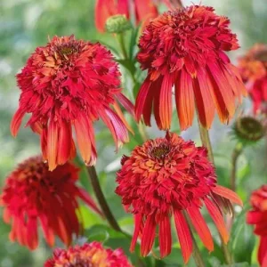 Echinacea Confections Hot Papaya Live Plant – Coneflower Perennial – 2.25 inch Pot – Outdoor - Image 1