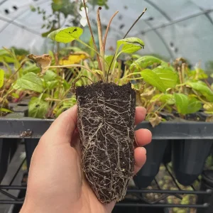 Echinacea Confections Hot Papaya Live Plant – Coneflower Perennial – 2.25 inch Pot – Outdoor - Image 2