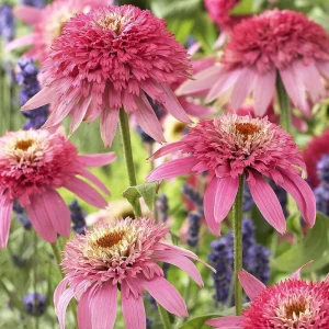 Echinacea 'Pink Double Delight' Coneflower Live Plant - Pink Double Flowers - USDA Zones 4-10 - Image 2