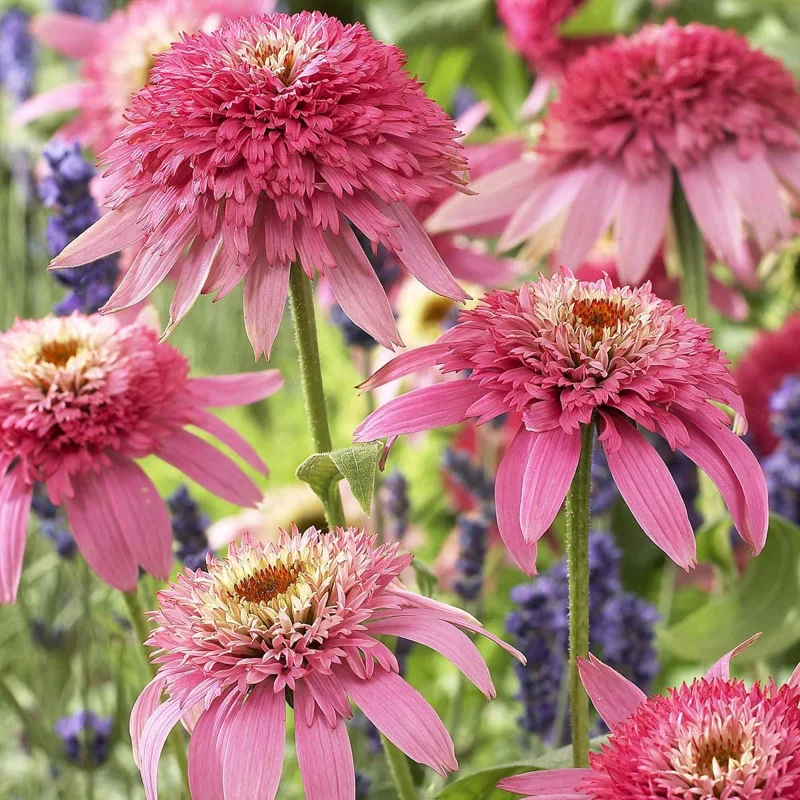 Echinacea 'Pink Double Delight' Coneflower Live Plant - Pink Double Flowers - USDA Zones 4-10 - Image 2