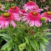 Echinacea 'Pink Double Delight' Coneflower Live Plant - Pink Double Flowers - USDA Zones 4-10 - Image 1