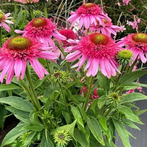 Echinacea 'Pink Double Delight' Coneflower Live Plant - Pink Double Flowers - USDA Zones 4-10 - Image 1