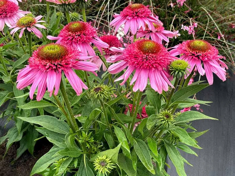 Echinacea 'Pink Double Delight' Coneflower Live Plant - Pink Double Flowers - USDA Zones 4-10 - Image 1