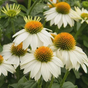 Echinacea Plant Starter Live Perennial Coneflower - 1