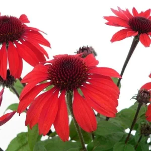 Echinacea Plant Starter Live Perennial Coneflower - 1