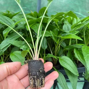 Echinacea Plant Starter Live Perennial Coneflower - 1